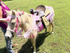 Unicorn Birthday